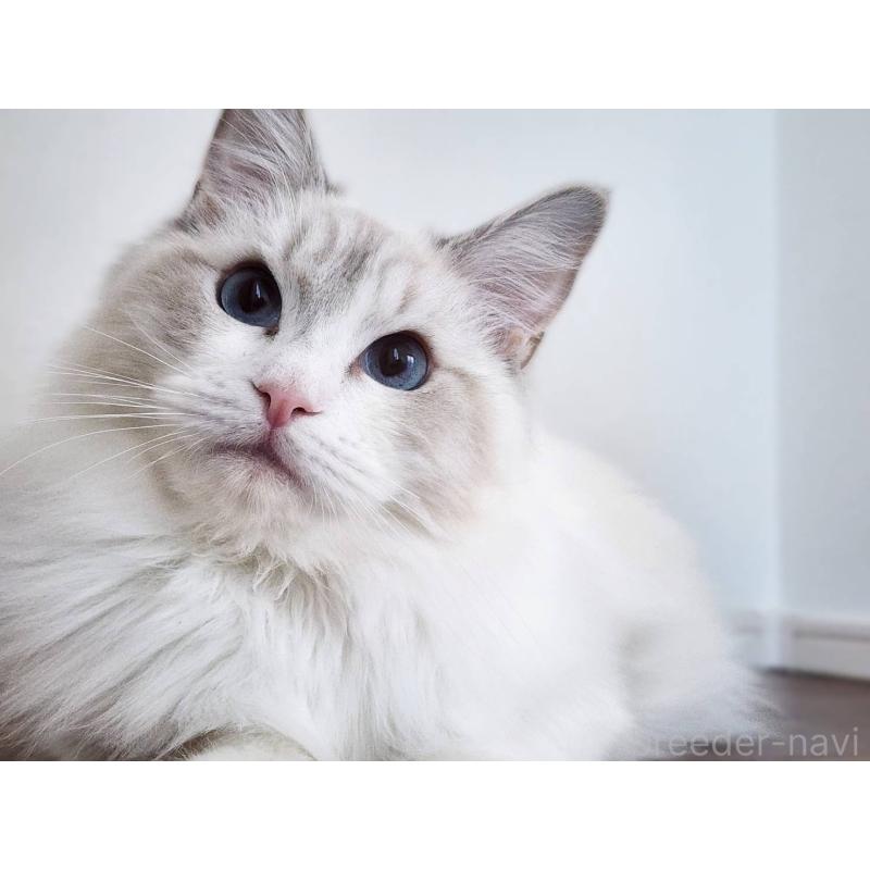 販売中の神奈川県のラグドール-131795の5枚目