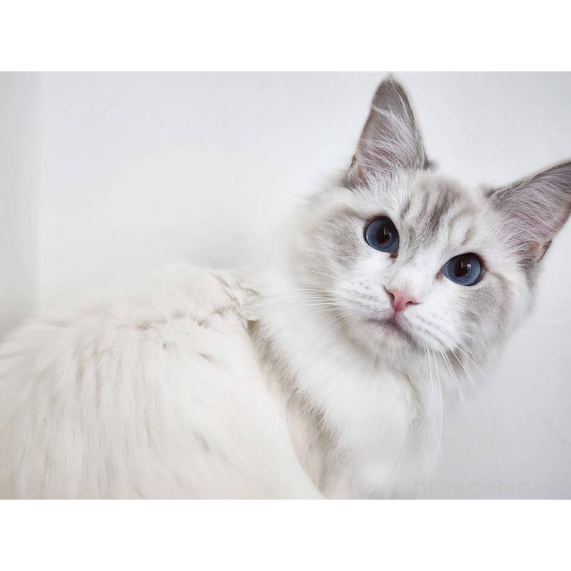 販売中の神奈川県のラグドール-131795の3枚目