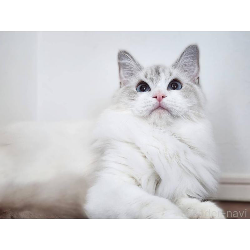 販売中の神奈川県のラグドール-131795の2枚目