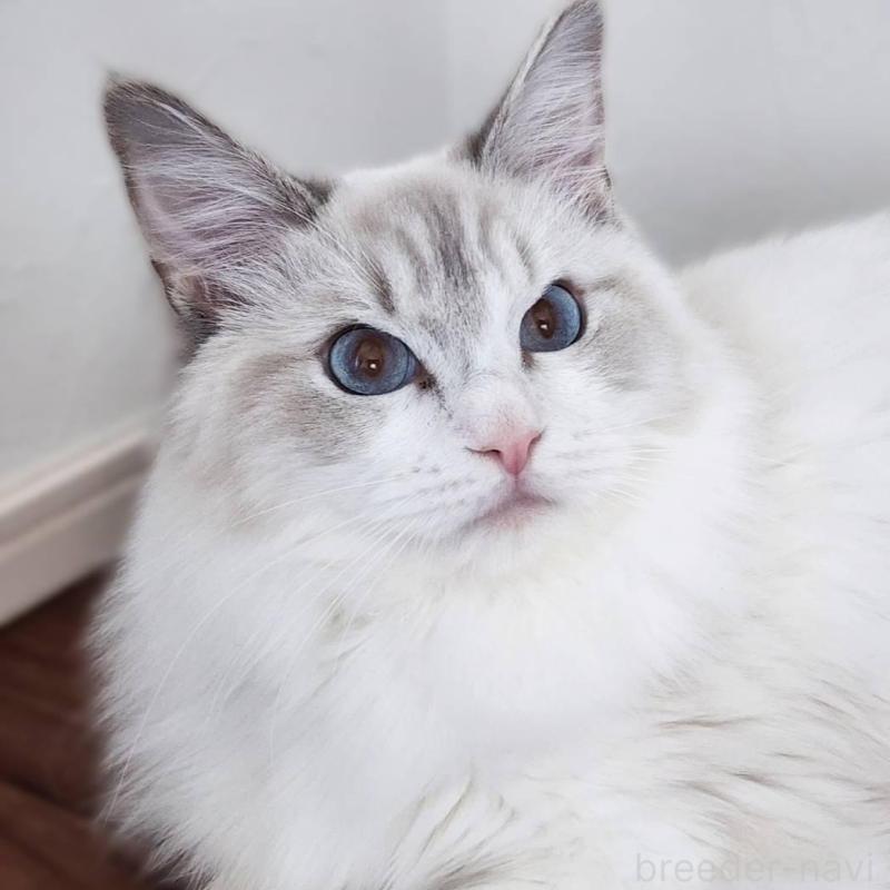 販売中の神奈川県のラグドール-131795