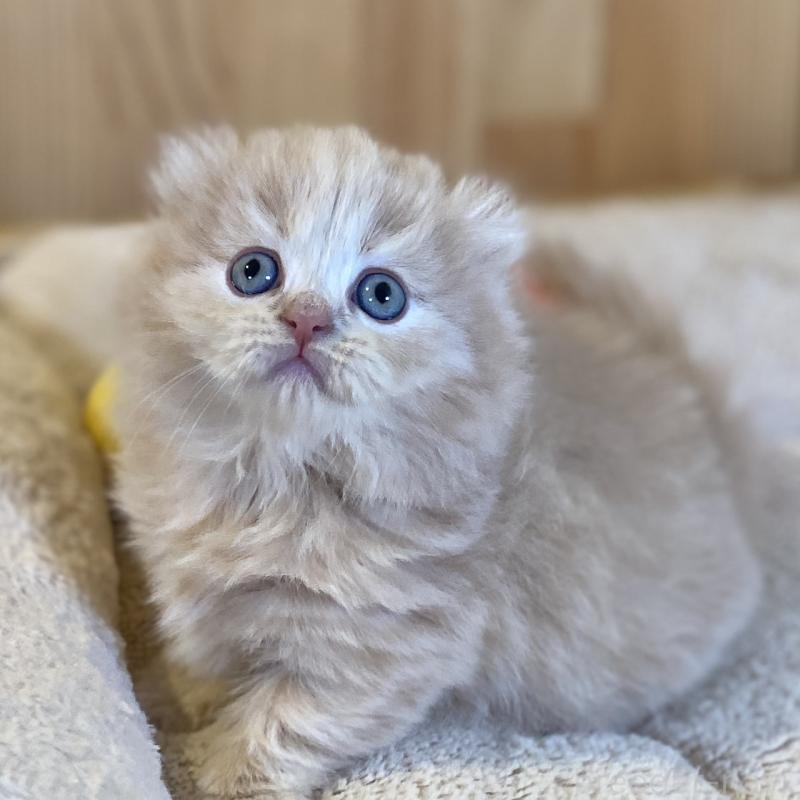 販売中の長野県のキンカロー-137554の10枚目