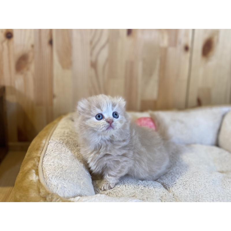 販売中の長野県のキンカロー-137554の8枚目