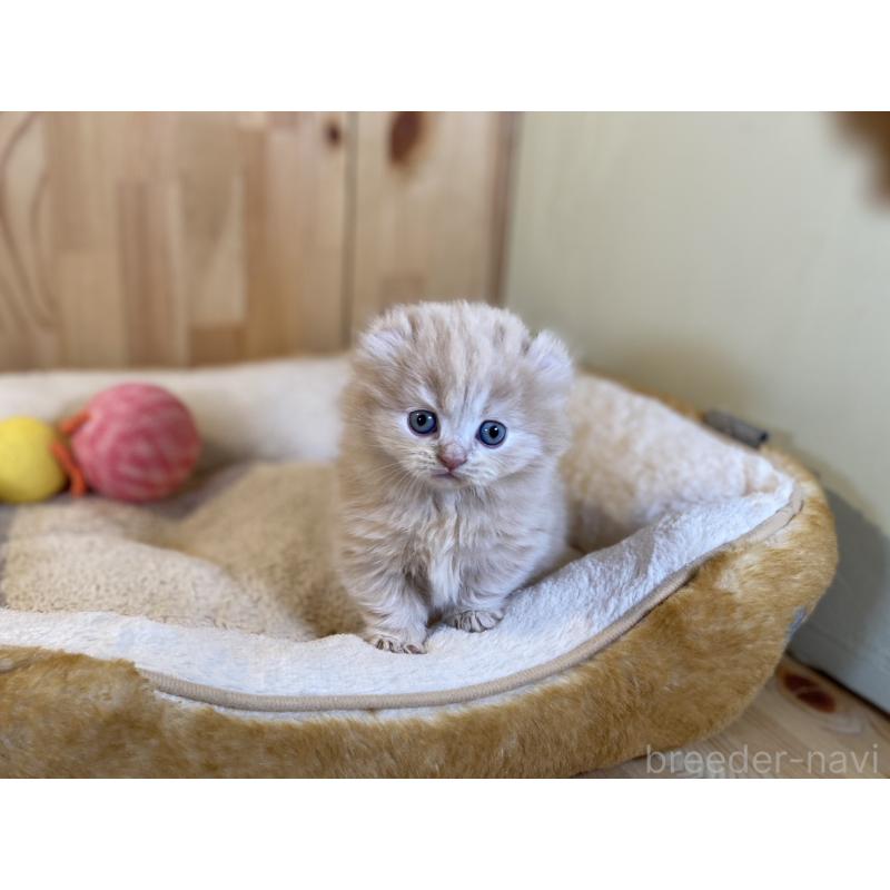 販売中の長野県のキンカロー-137554の6枚目