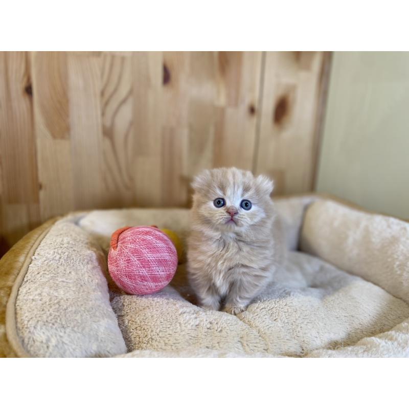 販売中の長野県のキンカロー-137554の5枚目