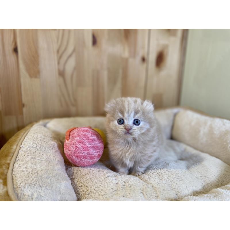 販売中の長野県のキンカロー-137554の4枚目