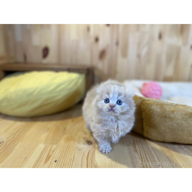 販売中の長野県のキンカロー-137554の3枚目