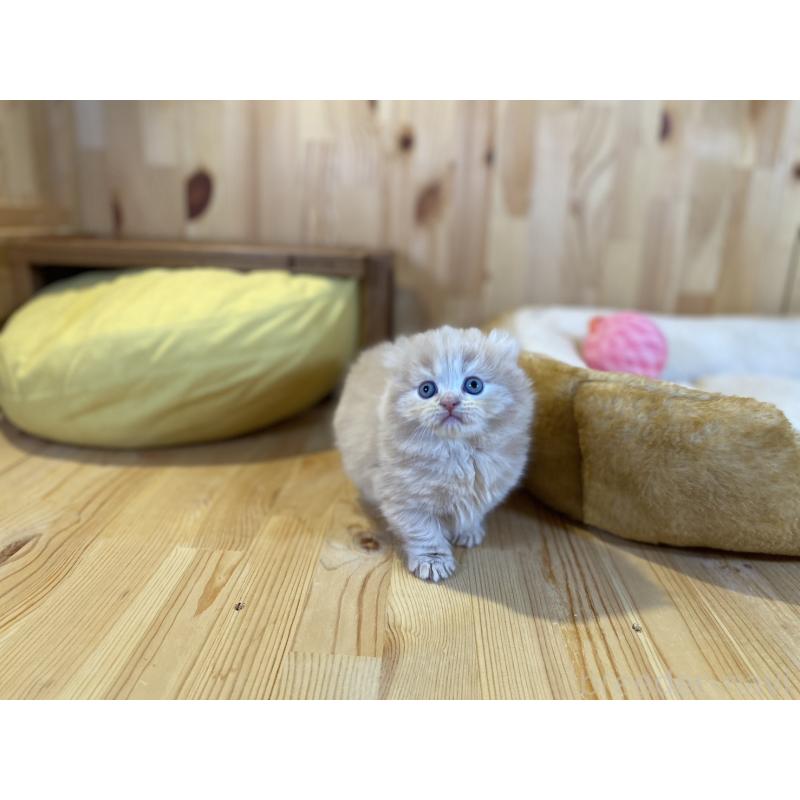 販売中の長野県のキンカロー-137554の2枚目