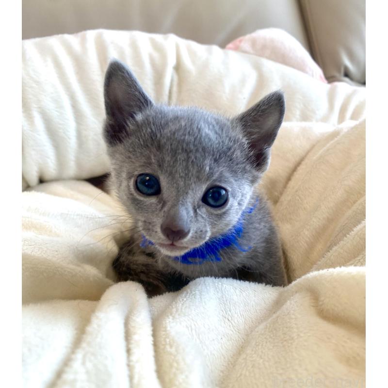 販売中の東京都のロシアンブルー-136803の46枚目