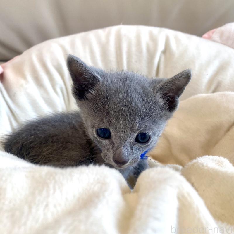 販売中の東京都のロシアンブルー-136803の45枚目