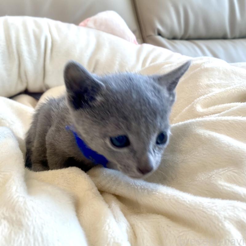 販売中の東京都のロシアンブルー-136803の44枚目