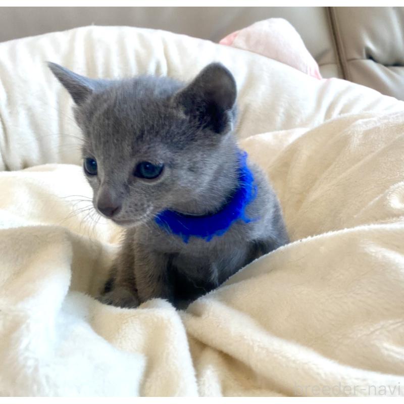 販売中の東京都のロシアンブルー-136803の43枚目