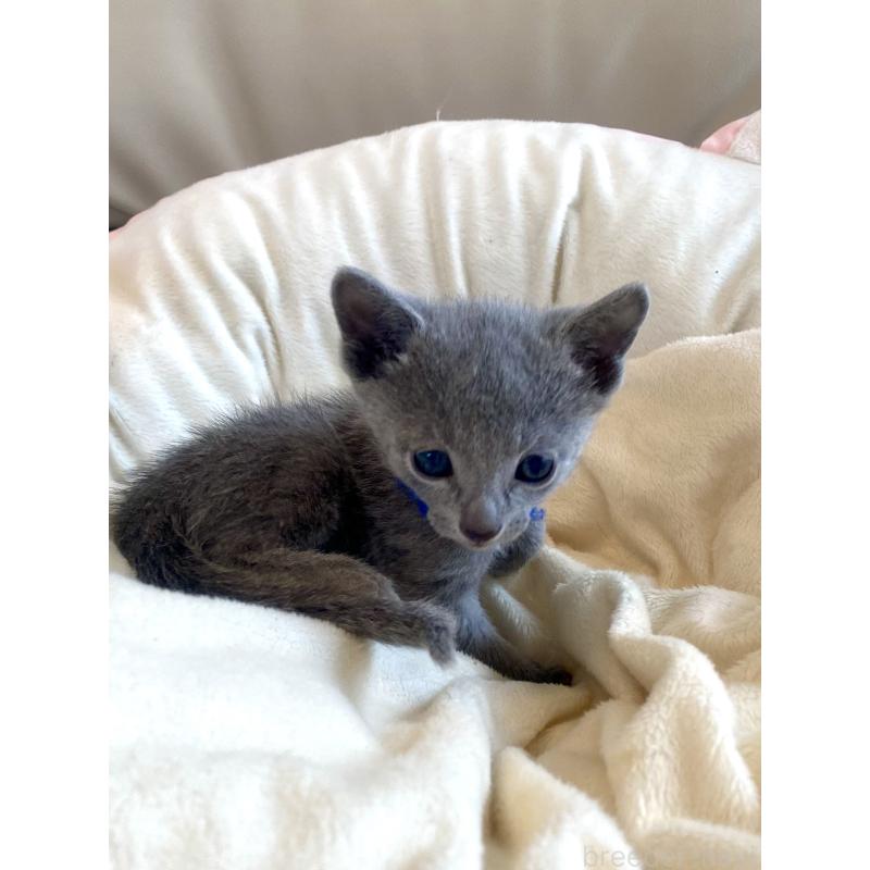 販売中の東京都のロシアンブルー-136803の41枚目