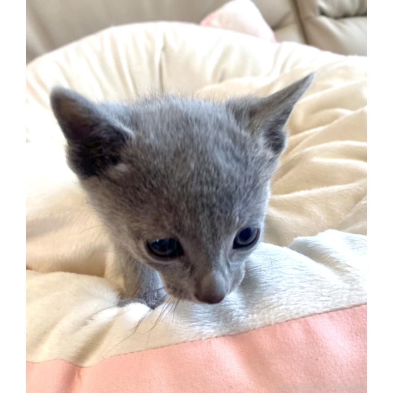 販売中の東京都のロシアンブルー-136803の40枚目