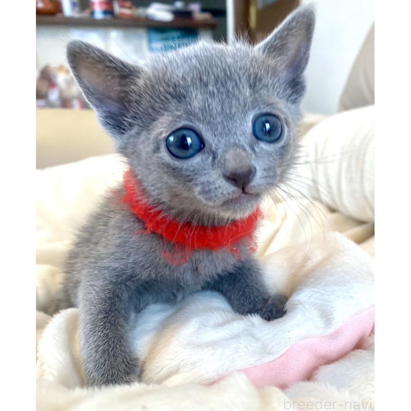 販売中の東京都のロシアンブルー-136805の61枚目