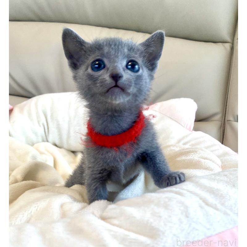 販売中の東京都のロシアンブルー-136805の60枚目