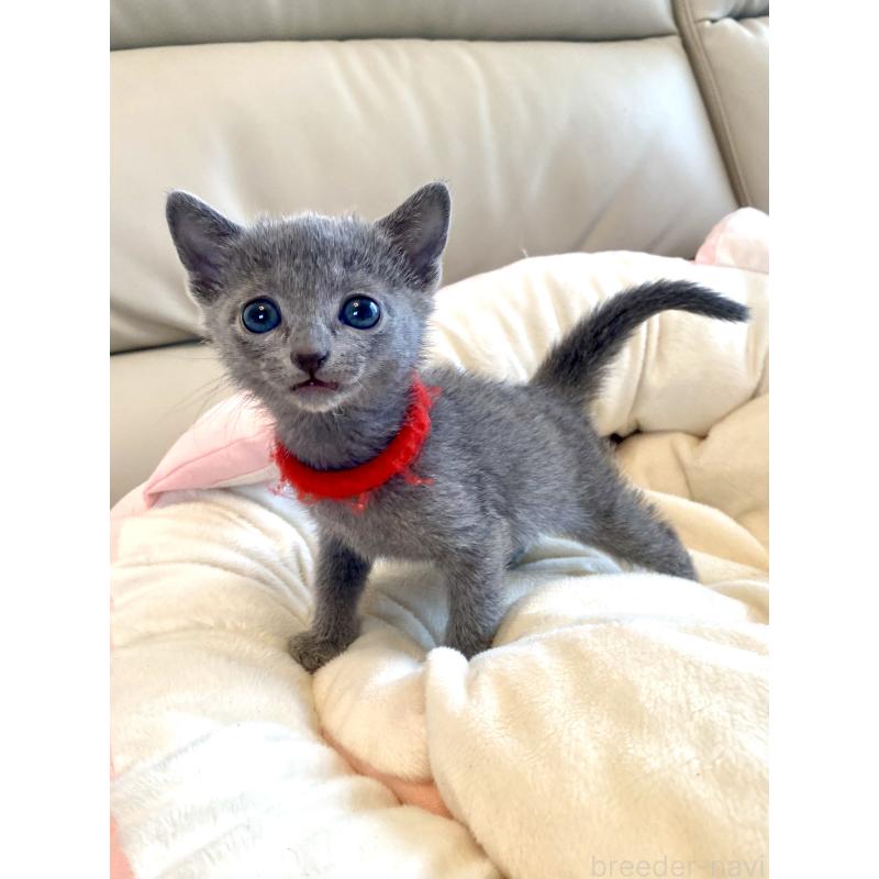 販売中の東京都のロシアンブルー-136805の59枚目