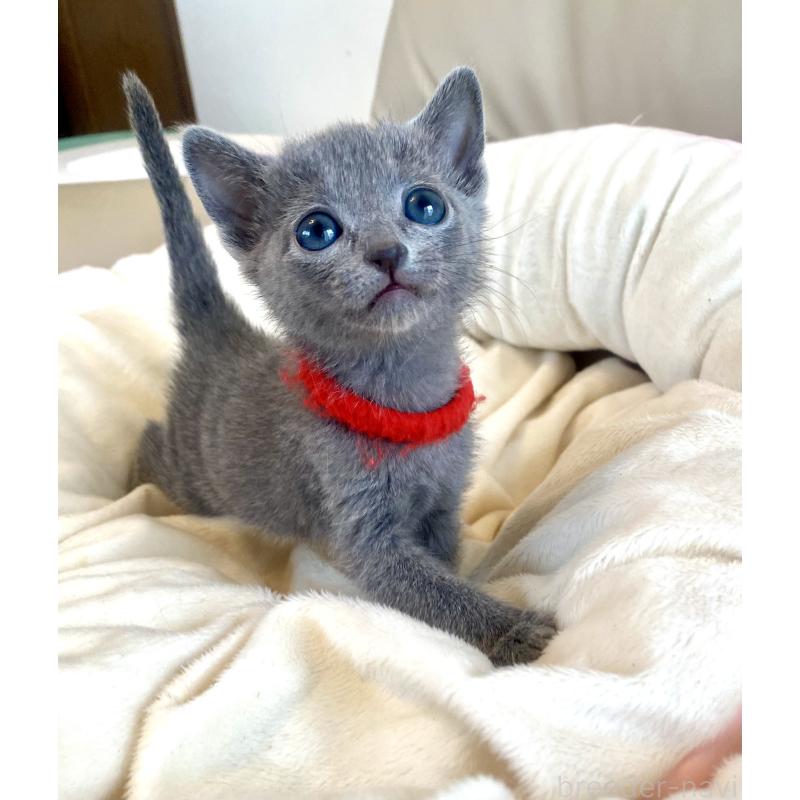 販売中の東京都のロシアンブルー-136805の58枚目