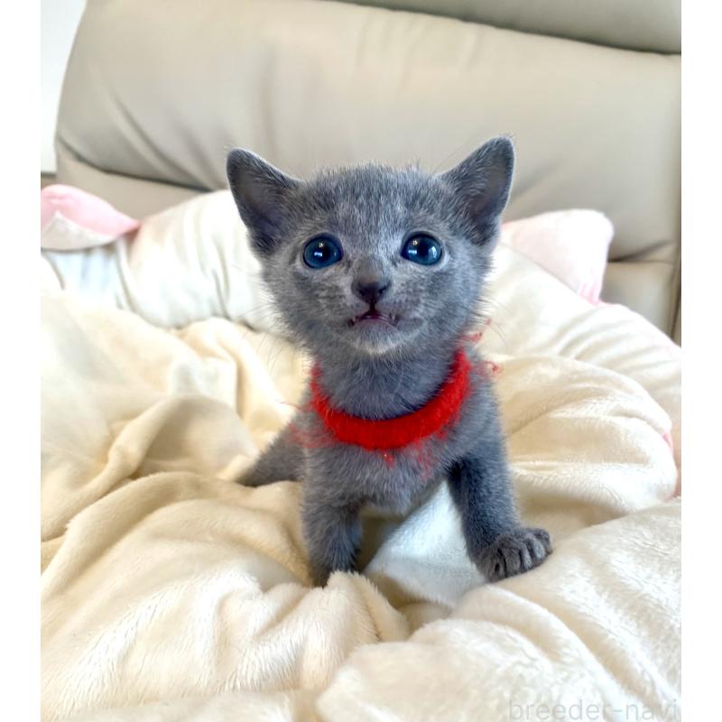 販売中の東京都のロシアンブルー-136805の57枚目