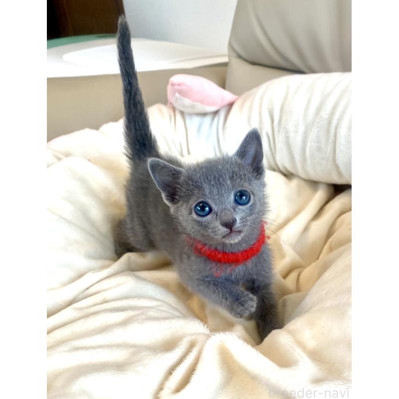 販売中の東京都のロシアンブルー-136805の56枚目