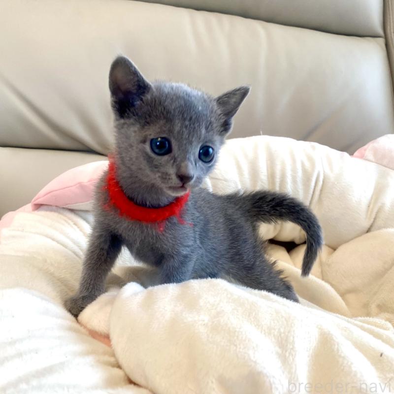 販売中の東京都のロシアンブルー-136805の55枚目