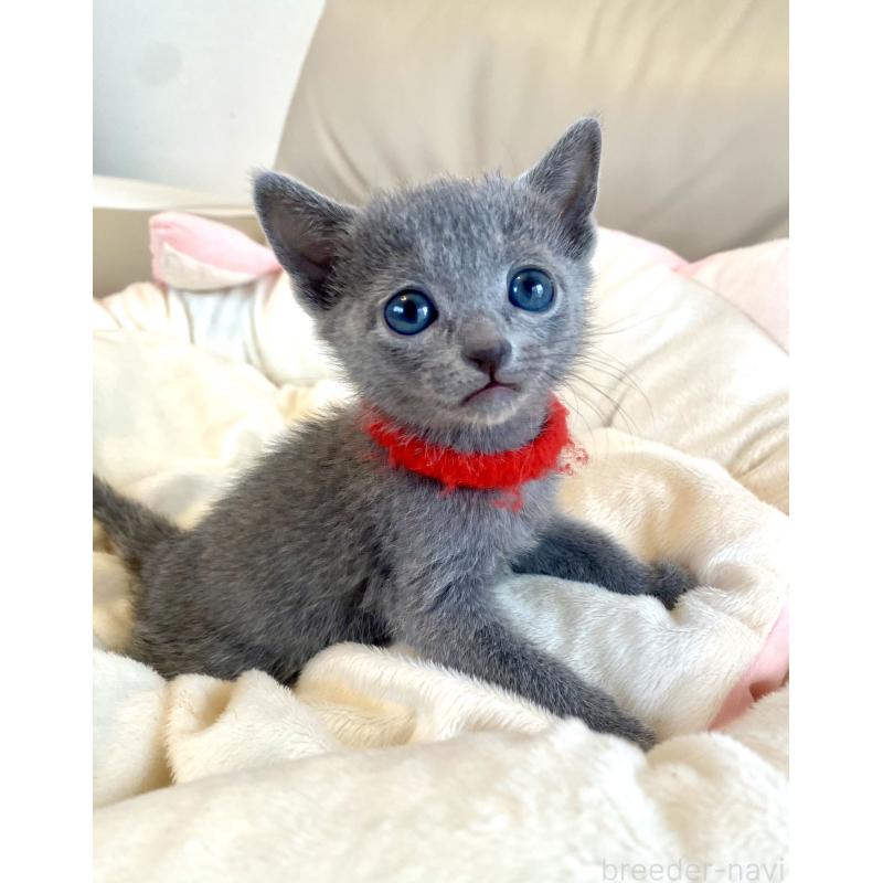 販売中の東京都のロシアンブルー-136805の54枚目