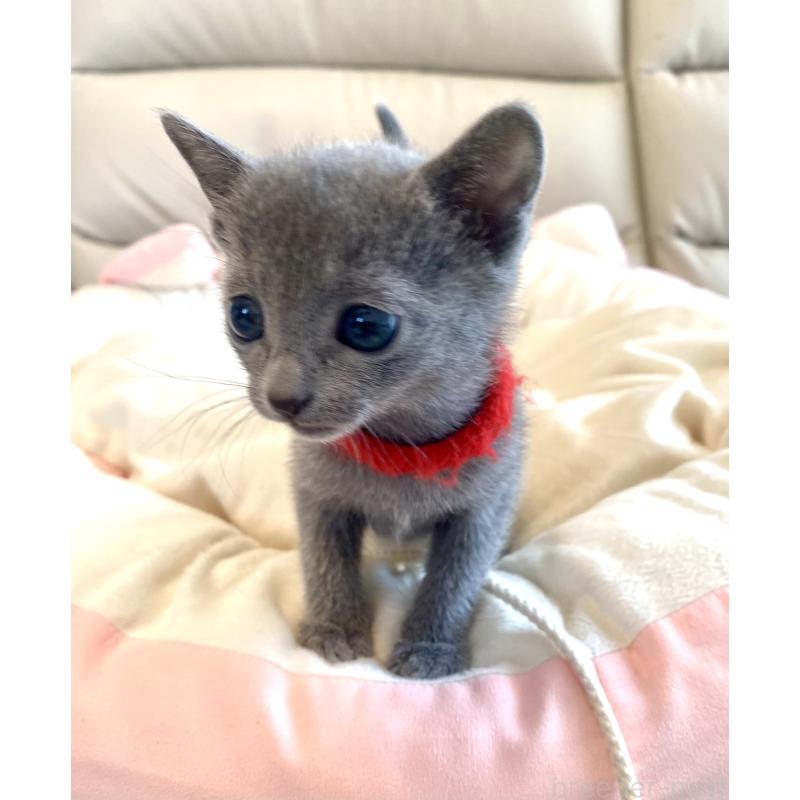 販売中の東京都のロシアンブルー-136805の53枚目