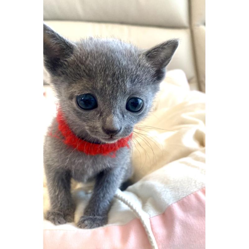 販売中の東京都のロシアンブルー-136805の52枚目