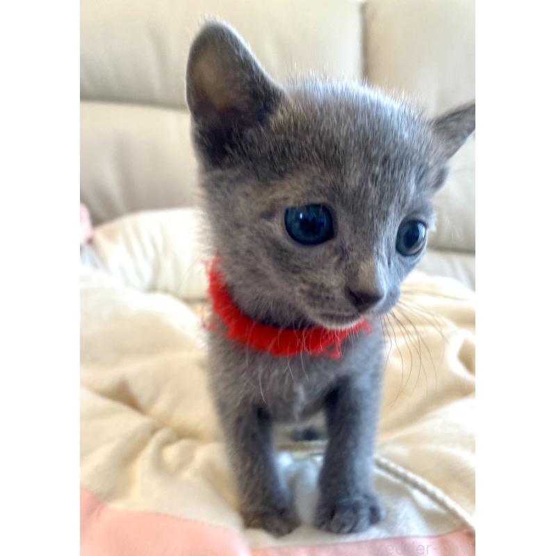 販売中の東京都のロシアンブルー-136805の51枚目