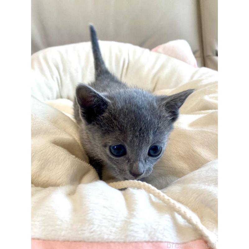 販売中の東京都のロシアンブルー-136805の50枚目