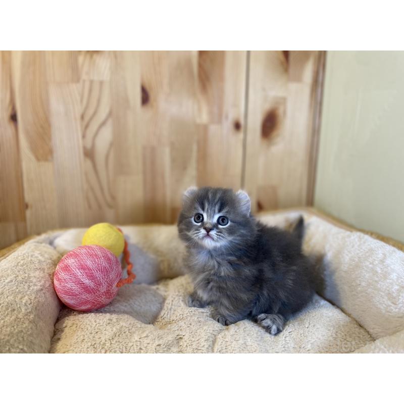 販売中の長野県のキンカロー-137555の11枚目