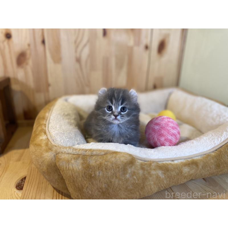 販売中の長野県のキンカロー-137555の10枚目