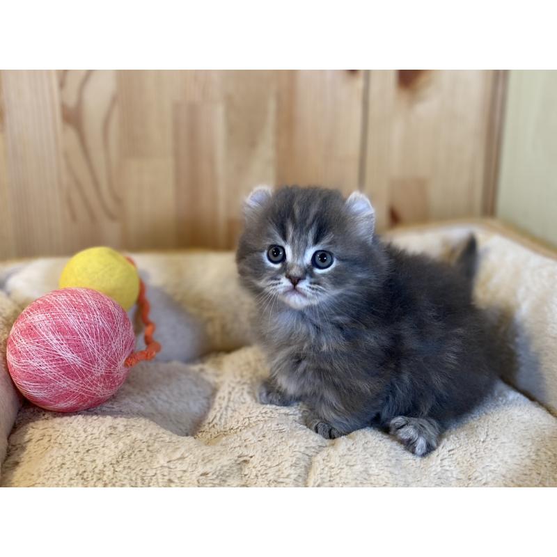 販売中の長野県のキンカロー-137555の9枚目