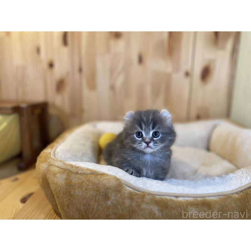 販売中の長野県のキンカロー-137555の8枚目