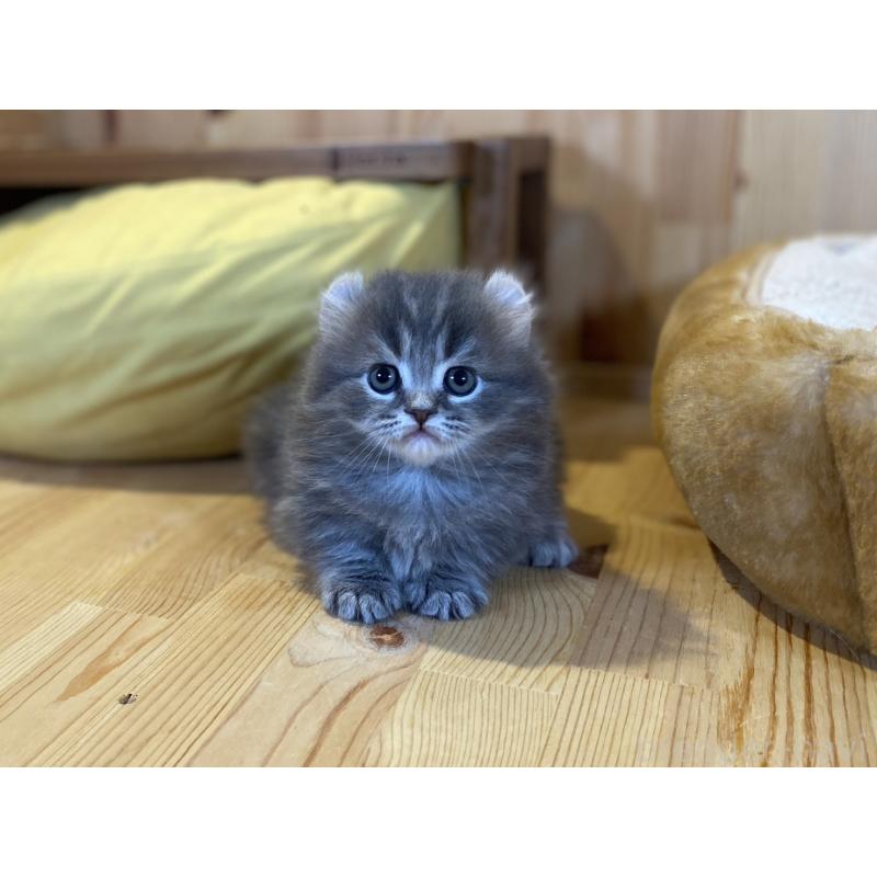 販売中の長野県のキンカロー-137555の7枚目