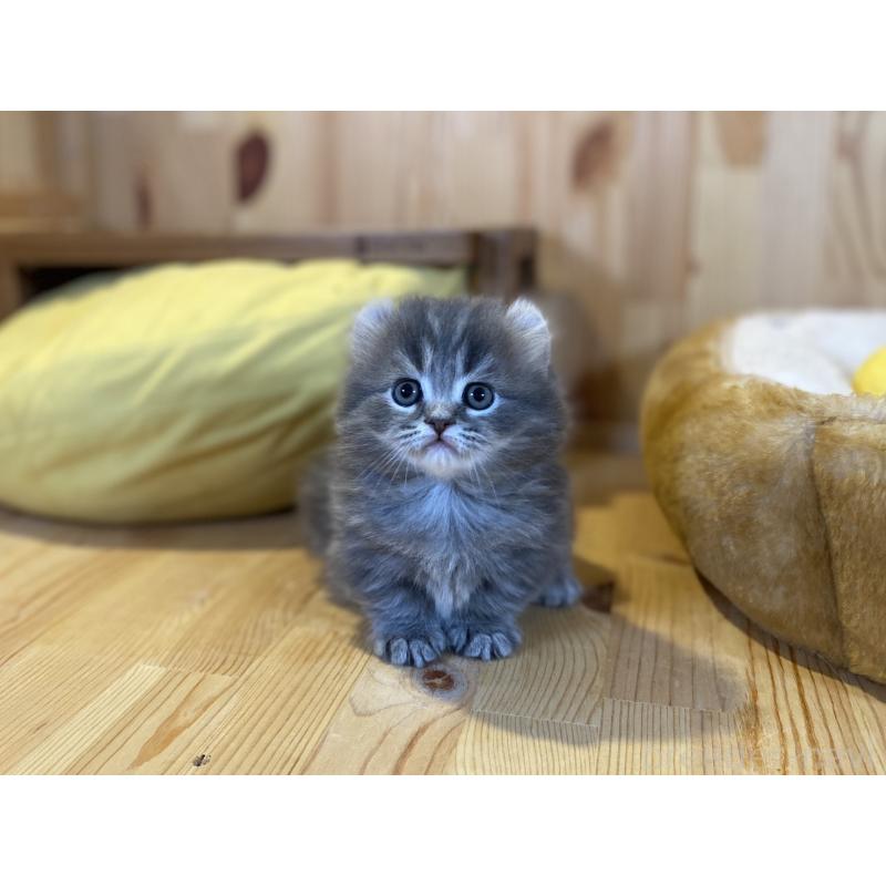 販売中の長野県のキンカロー-137555の6枚目