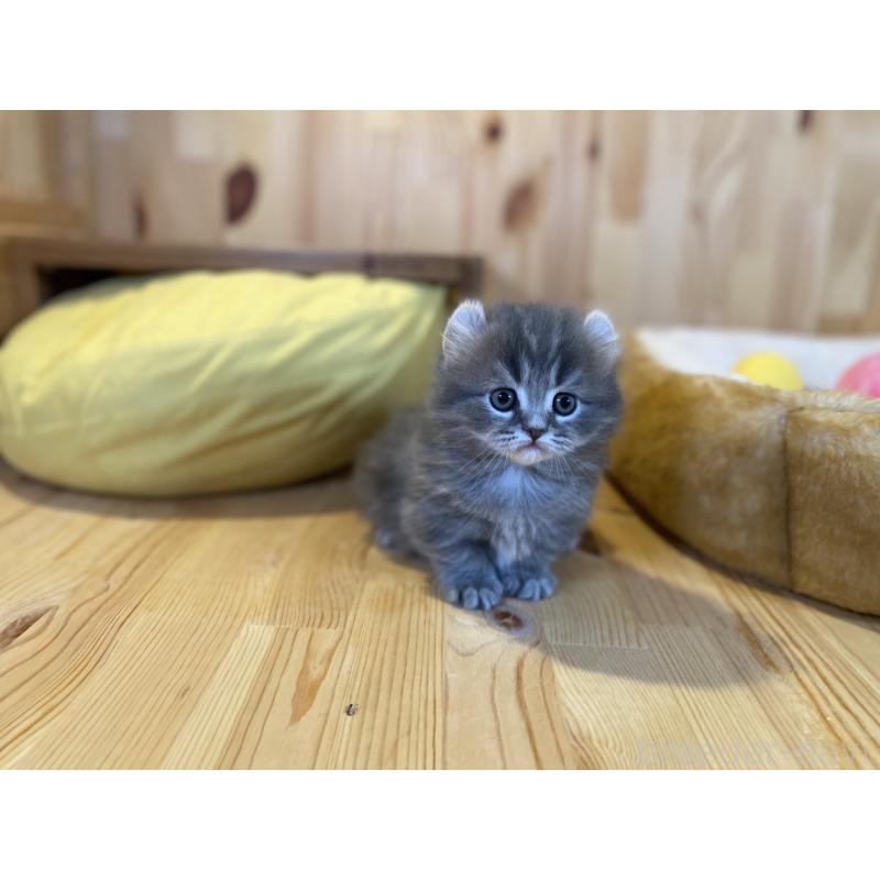 販売中の長野県のキンカロー-137555の4枚目