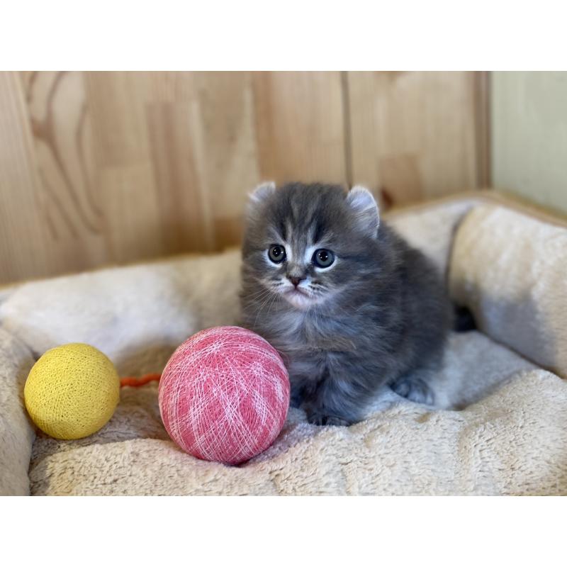 販売中の長野県のキンカロー-137555の5枚目