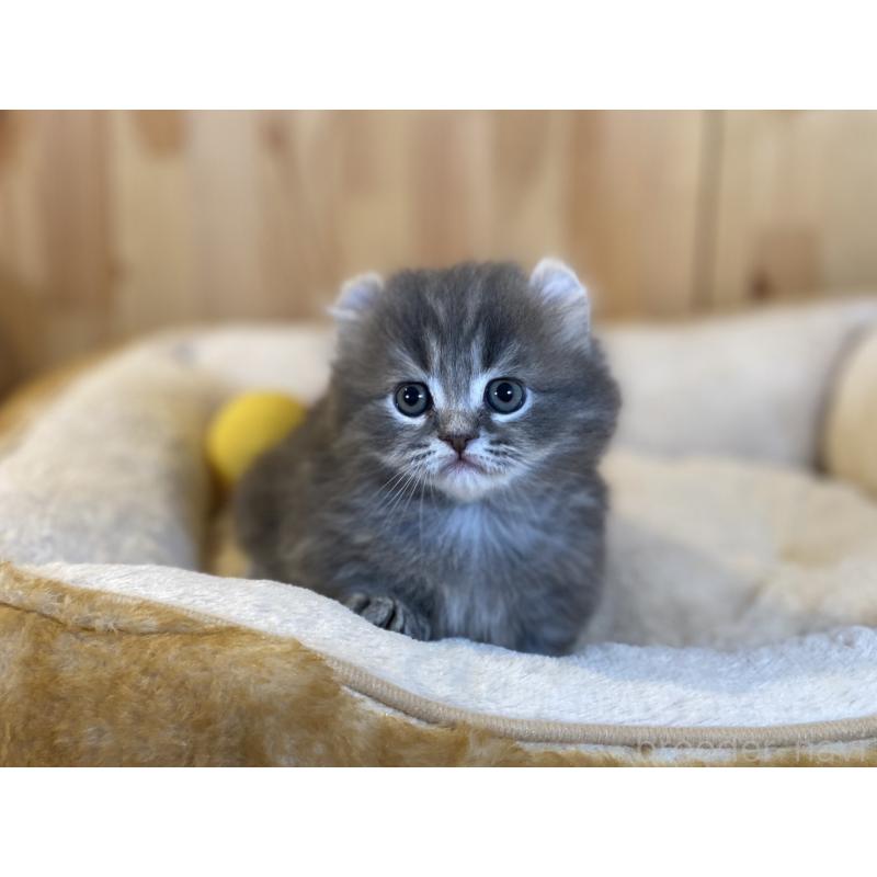 販売中の長野県のキンカロー-137555の2枚目