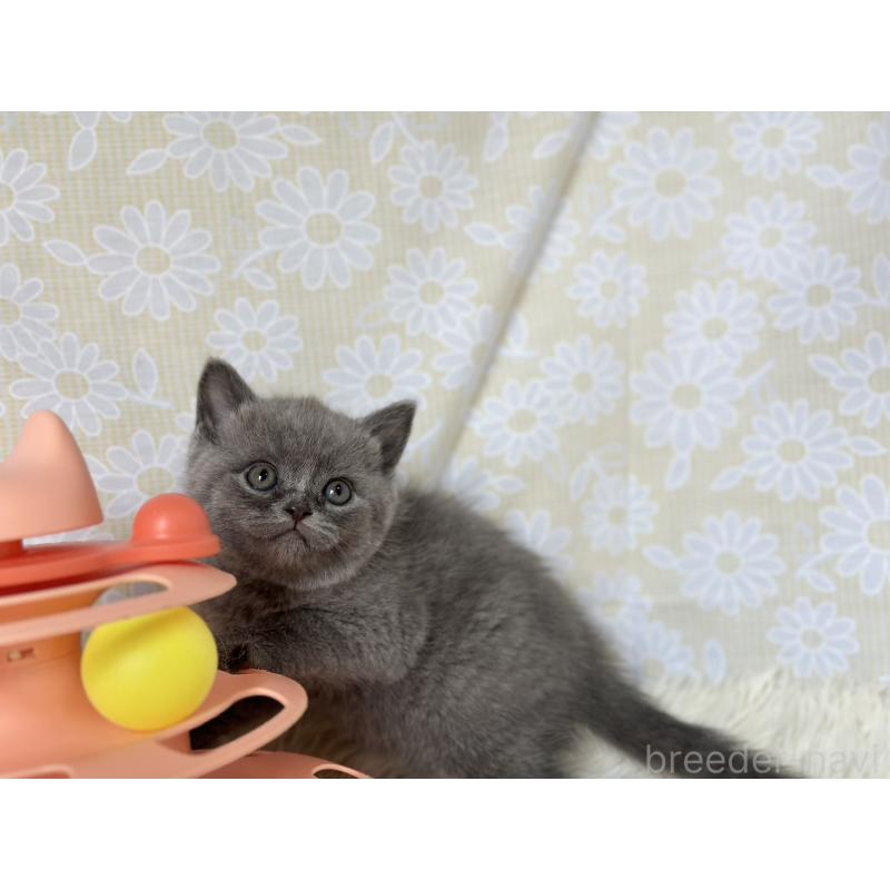 販売中の愛知県のブリティッシュショートヘア-137556の5枚目