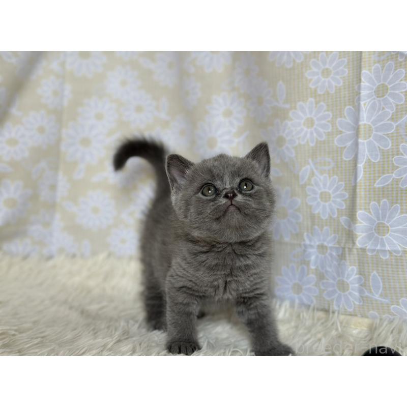 販売中の愛知県のブリティッシュショートヘア-137556の4枚目