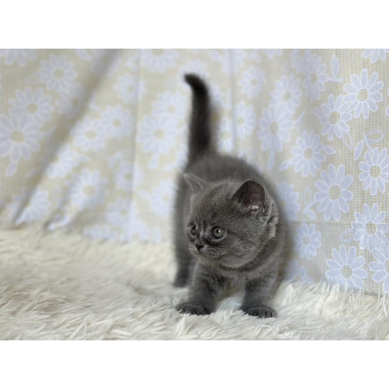 販売中の愛知県のブリティッシュショートヘア-137556の2枚目