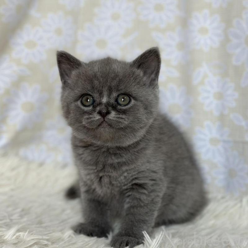 販売中の愛知県のブリティッシュショートヘア-137556