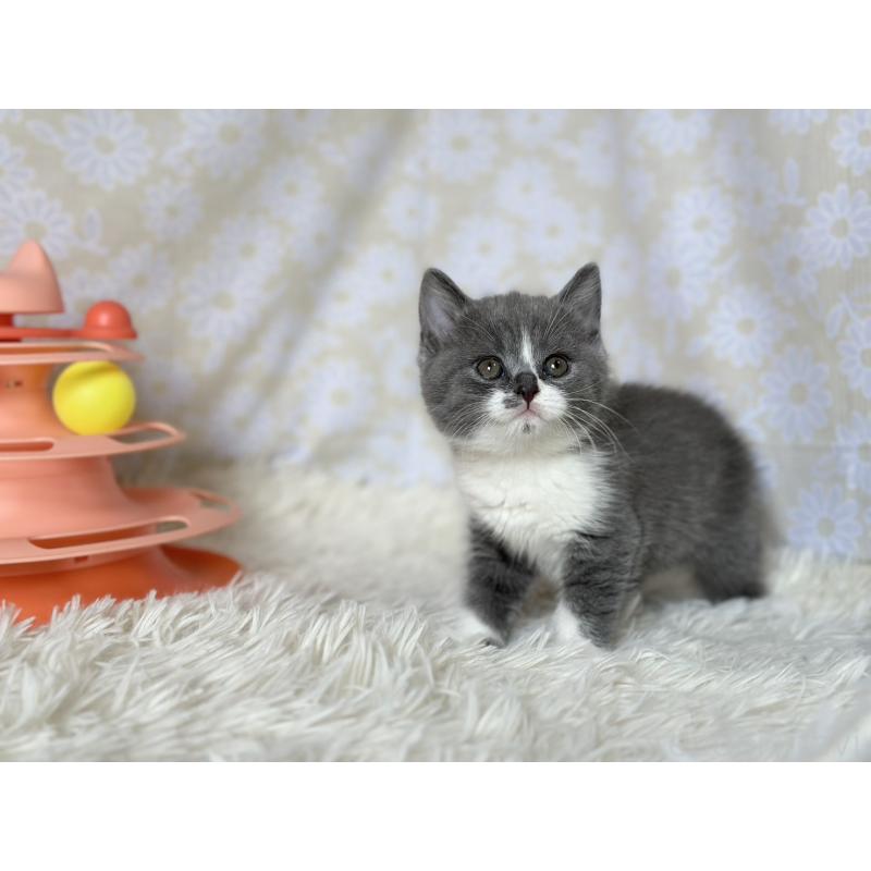 販売中の愛知県のブリティッシュショートヘア-137557の7枚目