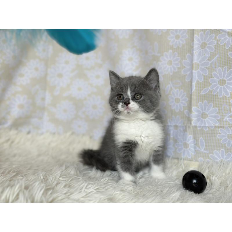 販売中の愛知県のブリティッシュショートヘア-137557の6枚目