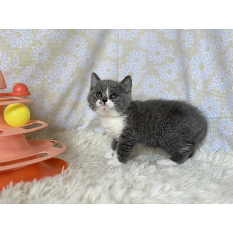 販売中の愛知県のブリティッシュショートヘア-137557の5枚目