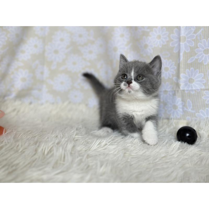 販売中の愛知県のブリティッシュショートヘア-137557の4枚目