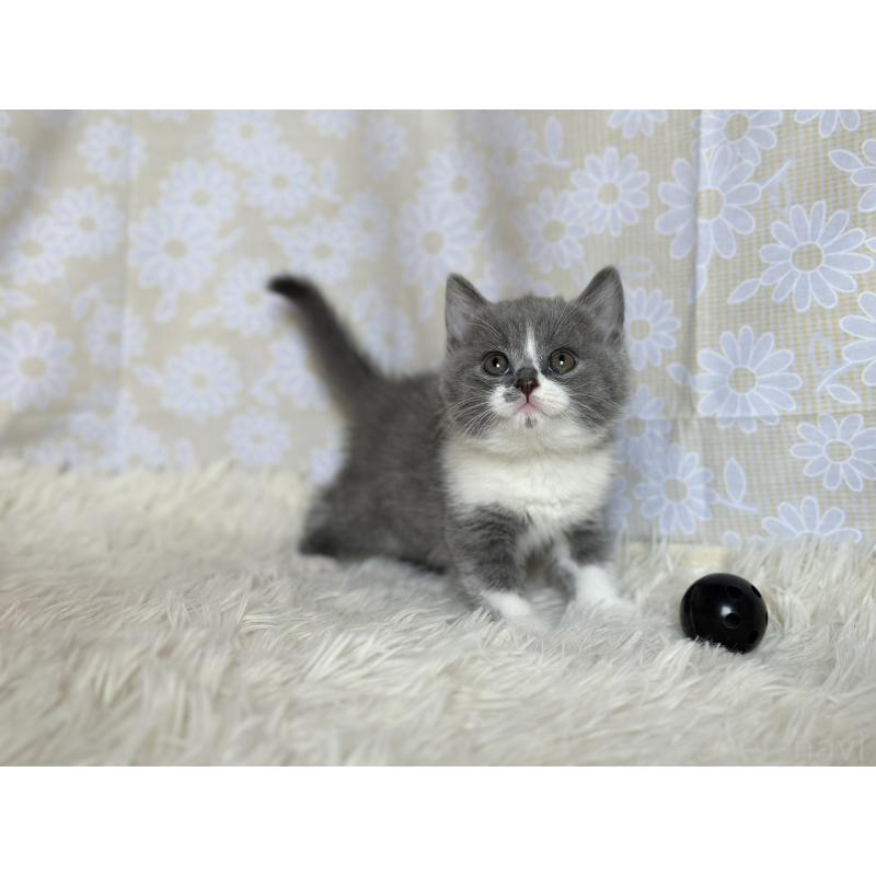 販売中の愛知県のブリティッシュショートヘア-137557の3枚目