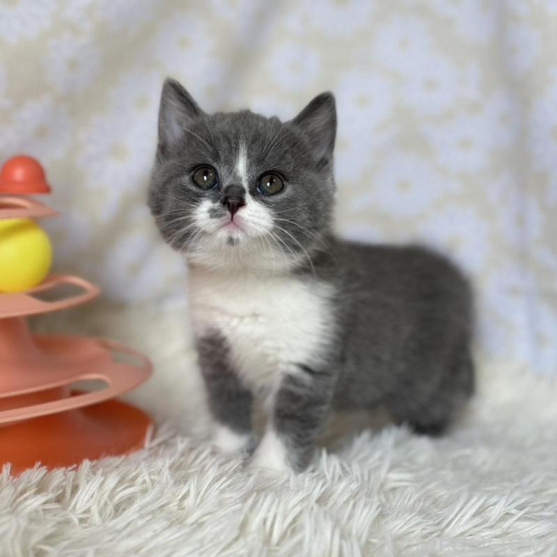 販売中の愛知県のブリティッシュショートヘア-137557