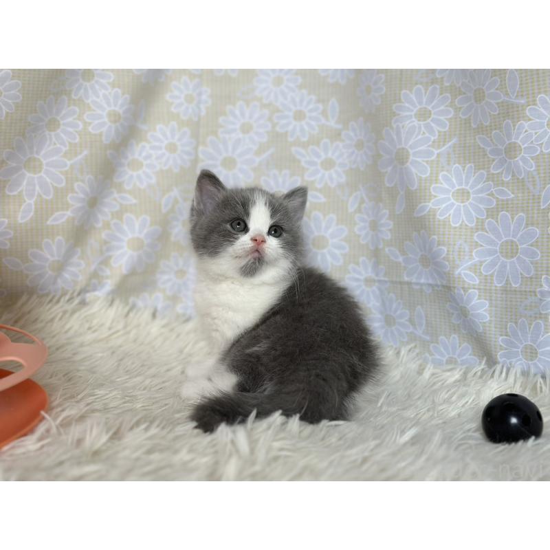 販売中の愛知県のブリティッシュショートヘア-137558の6枚目