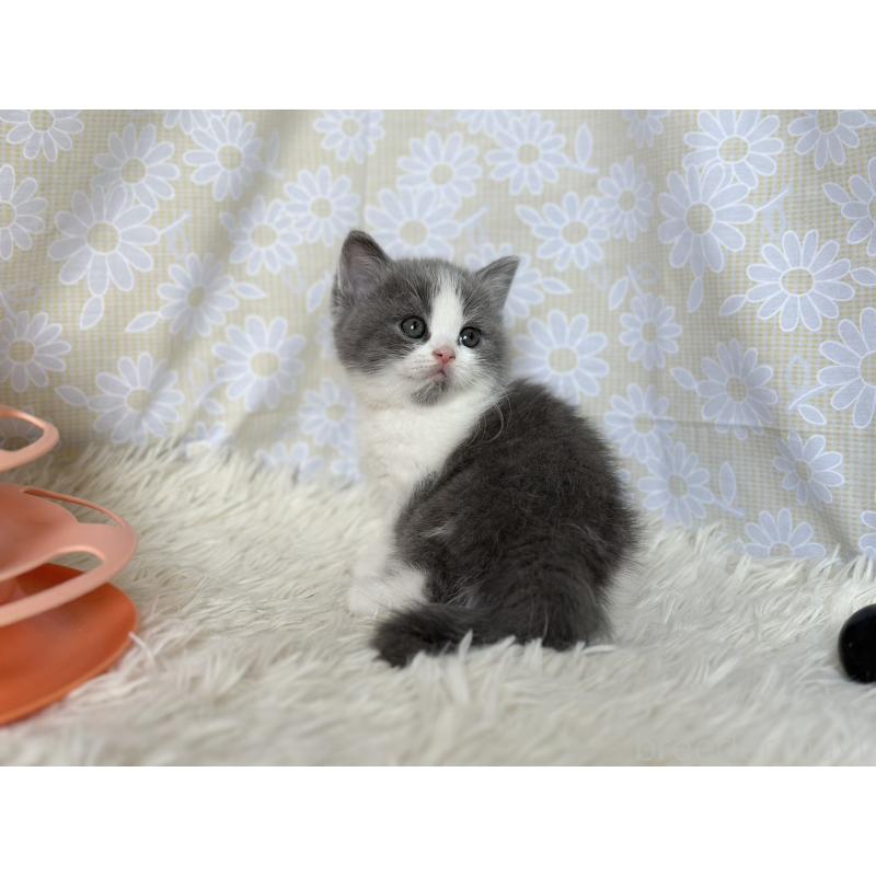 販売中の愛知県のブリティッシュショートヘア-137558の5枚目